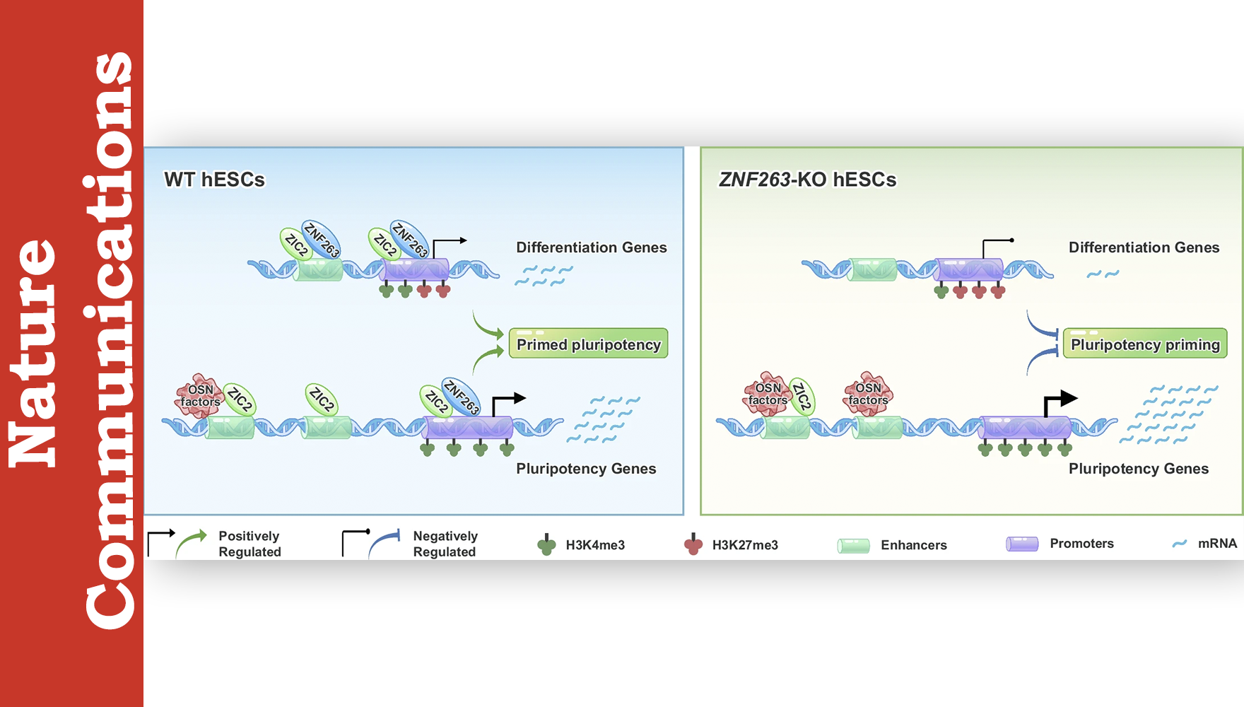 營養(yǎng)與健康所邵振研究組運用“干濕”交叉方式揭示ZNF263調控人胚胎干細胞始發(fā)多能態(tài)和胚層分化
