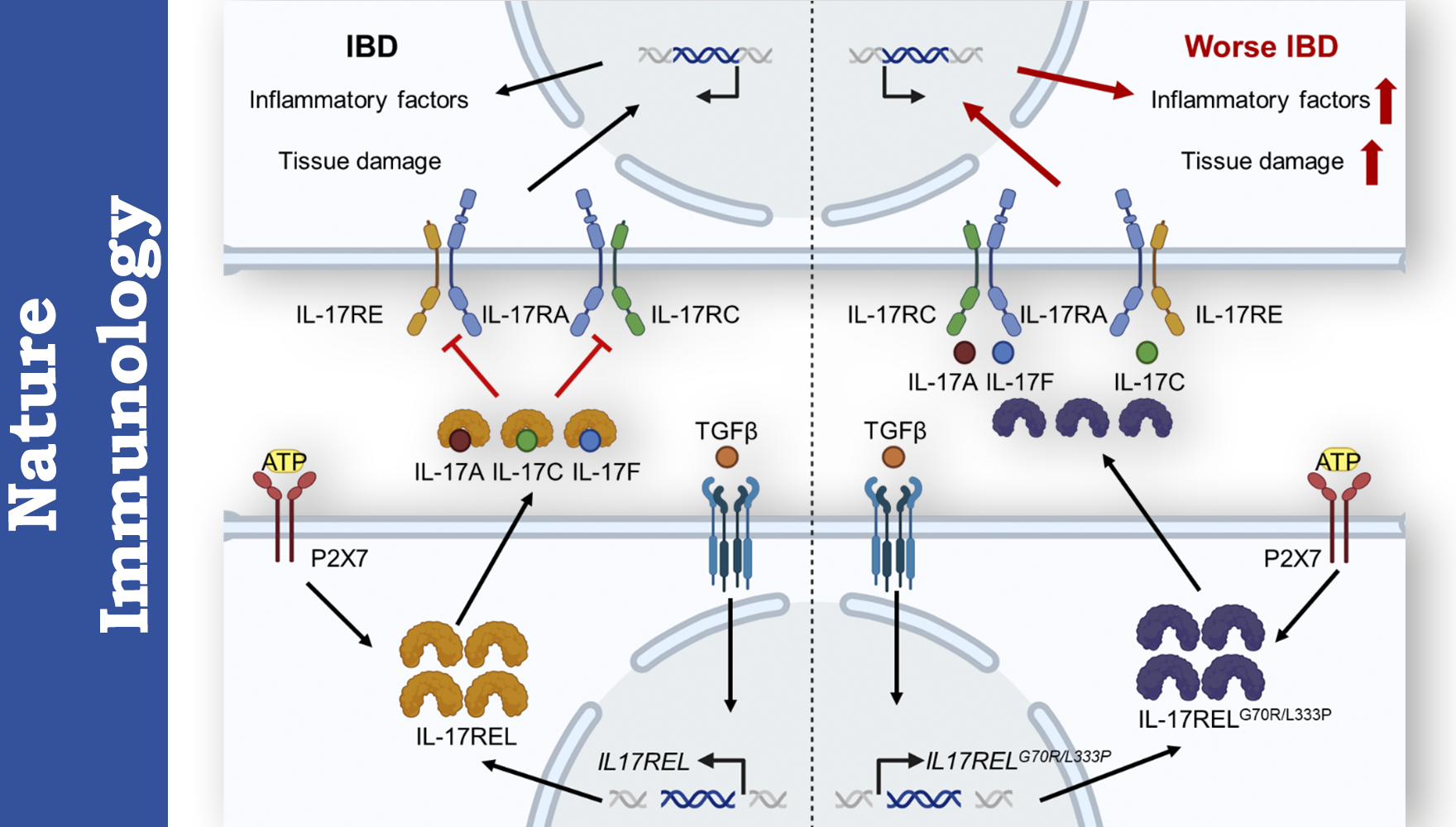 營養(yǎng)與健康所錢友存研究組揭示天然“誘餌受體”治療炎癥性腸病新機制
