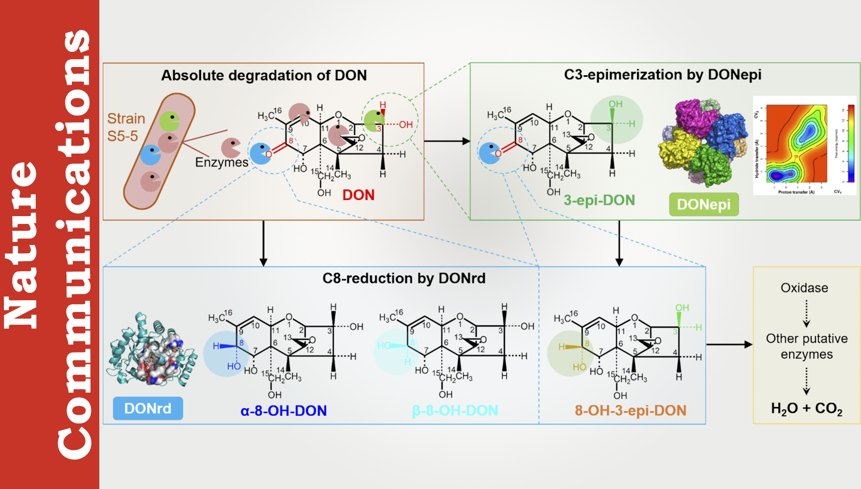 營(yíng)養(yǎng)與健康所武愛(ài)波研究組合作破解真菌毒素DON完全降解難題