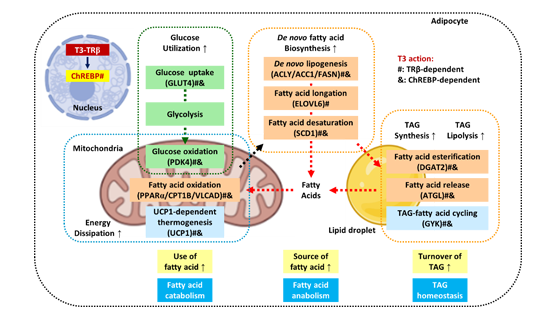 營(yíng)養(yǎng)與健康所應(yīng)浩研究組揭示甲狀腺激素通過(guò)脂肪細(xì)胞β受體調(diào)控胞內(nèi)糖脂代謝和全身代謝穩(wěn)態(tài)的機(jī)制