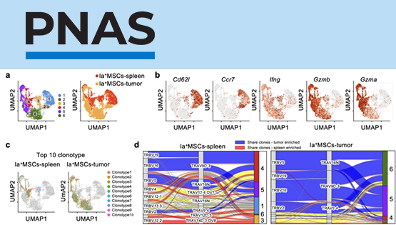營(yíng)養(yǎng)與健康所組織干細(xì)胞與免疫研究組發(fā)現(xiàn)具有強(qiáng)效、持久腫瘤殺傷功能的T細(xì)胞新亞群