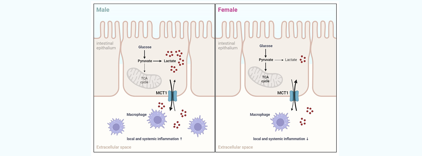 營養(yǎng)與健康所陳雁研究組發(fā)現(xiàn)腸道MCT1在介導(dǎo)乳酸轉(zhuǎn)運和調(diào)控代謝穩(wěn)態(tài)中的性別差異