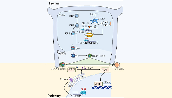 營(yíng)養(yǎng)與健康所組織干細(xì)胞與免疫研究組發(fā)現(xiàn)調(diào)節(jié)性T細(xì)胞外周分化命運(yùn)決定的新機(jī)制