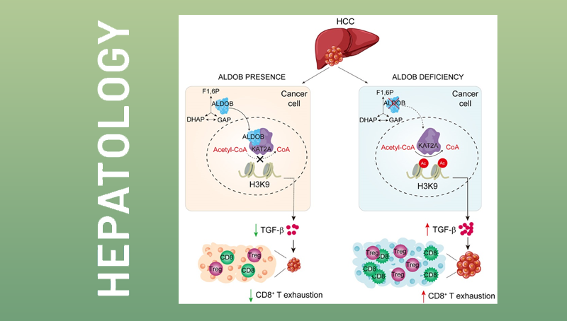 營(yíng)養(yǎng)與健康所尹慧勇研究組合作發(fā)現(xiàn)肝癌腫瘤細(xì)胞代謝影響腫瘤免疫新機(jī)制